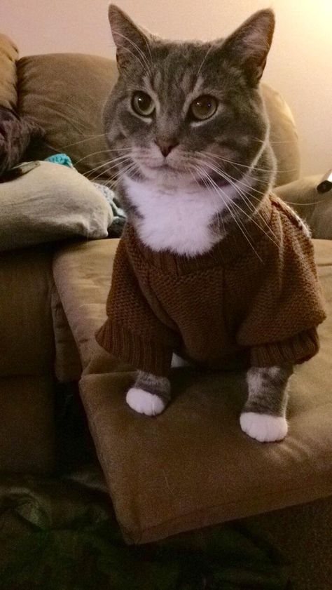 Who doesn't love a kitty in a sweater? Cat In A Sweater, Cat In Sweater, Cats In Sweaters, Cute Animal Memes, Cat Costumes, About Cats, Kitty Cats, Cat Clothes, All About Cats