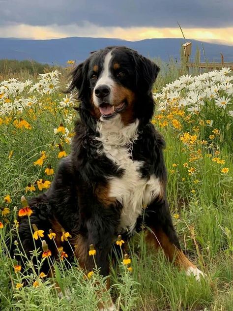 Part Of Your World Abby Jimenez Aesthetic, Alexis Montgomery, Bernice Mountain Dog, Great Bernese, Bookish Photos, Burnese Mountain Dog, Laika Dog, Burmese Mountain Dogs, Abby Jimenez