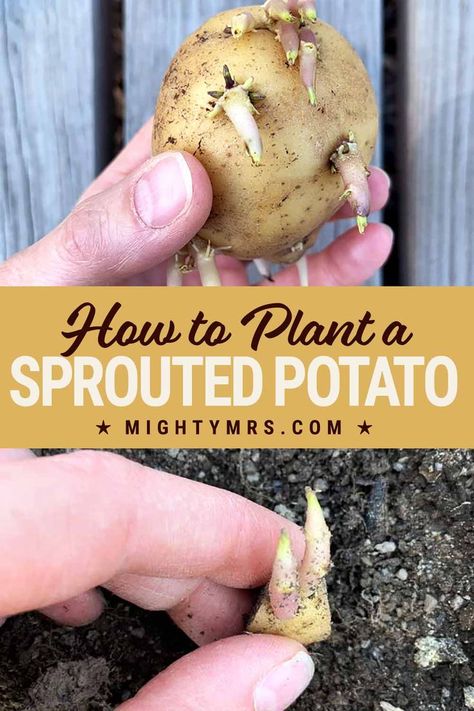 Everythig you need to know about how to plant an potato that has sprouted in your pantry to produce a multiple potato plants with many more potatoes! Easy step by step instructions with photos and tips for beginner gardeners. Don't throw away your rotten potato if they have fresh sprouts, you can plant them to regrow! The growing process is easy but you do not just plant the whole potato. You need to do a little prep work, I'll show you exactly what to do. Growing Potatoes From Sprouted Potatoes, How To Grow A Potato From A Potato, How To Plant Seed Potatoes, Planting Sprouted Potatoes, Potato Seeds Plants How To Grow, Potato Gardening Container, Propagating Potatoes, Growing Potatoes In Containers Diy, Growing Potatoes In Raised Beds