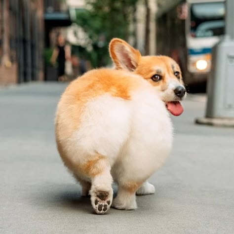 corgi on Instagram: “Turn back who notice my butt 🍑 . .. . 📷@madmax_fluffyroad  #corgi #corgisofinstagram #corgipuppy #corgibutt #corgis #corgination #corgilove…” Corgi Butts, Corgi Puppy, Cute Corgi, Corgi Dog, Cute Dogs And Puppies, Welsh Corgi, Little Animals, Cute Little Animals, Adorable Animals