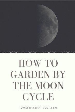 Gardening By The Moon, Biodynamic Gardening, The Moon Cycle, How To Garden, Winter Vegetables Gardening, Organic Pesticide, Lunar Phases, Moon Cycle, Witch Garden