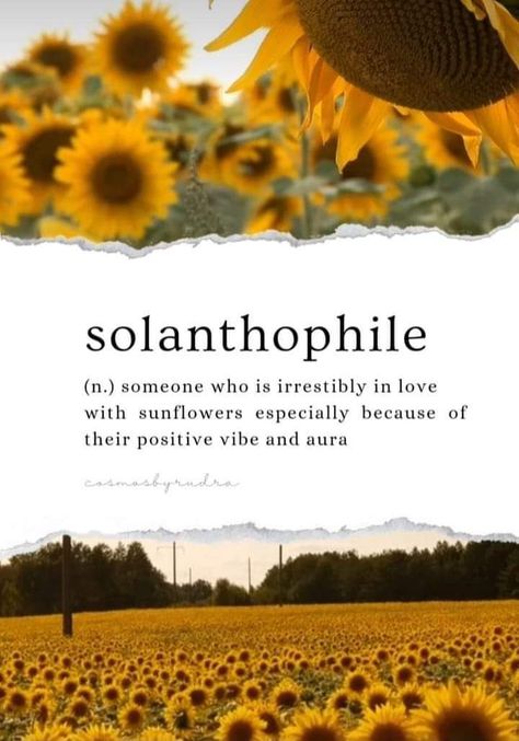 Good Morning Poetry, Morning Poetry, Sunflower Facts, Quotes Sunshine, Phobia Words, Sunflower Quotes, Poetry Lovers, Super Goku, Unique Words Definitions