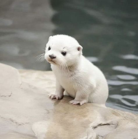 Leucistic baby otter. Credits unknown. Baby Otter, Cute Otter, Otters Cute, Baby Otters, Cute Small Animals, Pretty Animals, Silly Animals, Photo Of The Day, Fluffy Animals