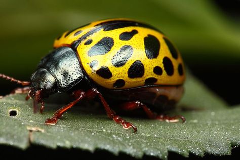 100  Extreme Close-Up Photography of Insecta Beetle Side View, Bug Reference, Beetle Photo, Amazing Macro Photography, Yellow Beetle, Goblin Girl, Tortoise Beetle, Interesting Insects, Monster Manual