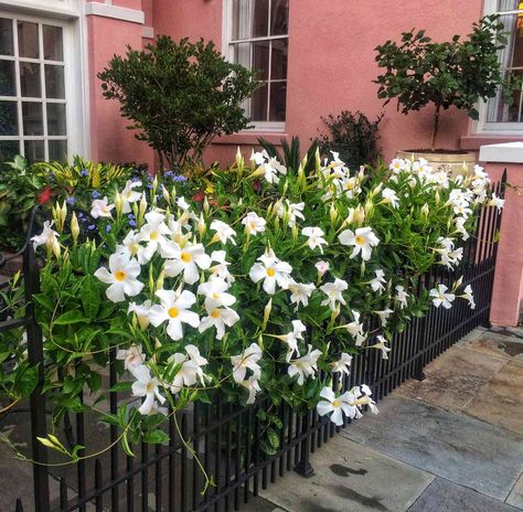 15 Easy-Growing Flowers For Fences White Mandevilla, Mandevilla Trellis, Mandevilla Vine, Garden Vines, Backyard Pool Landscaping, Cottage Gardens, Moon Garden, White Garden, Meteor Garden