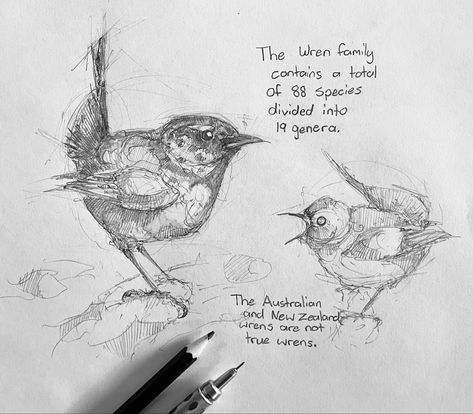 #wren #bird #sketch #drawing Wildlife Sketches, Bird Drawing Reference, Bird Sketch, Drawing Journal, Bird Drawings, Gorgeous Art, Cartoon Character Design, Cool Art Drawings, Art Drawings Simple