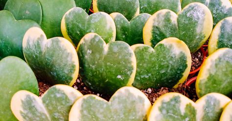 Heart Succulent, Creative Gardening Ideas, Small Guest Rooms, Interior Design Secrets, Granny Pods, Flowering Succulents, Build Character, Antique Brick, Succulent Bonsai