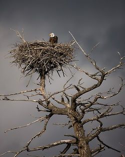 Man In The Maze, Eagle Idaho, Aigle Royal, Eagle Nest, Bird Nests, Dead Tree, West Yellowstone, Madison County, An Eagle