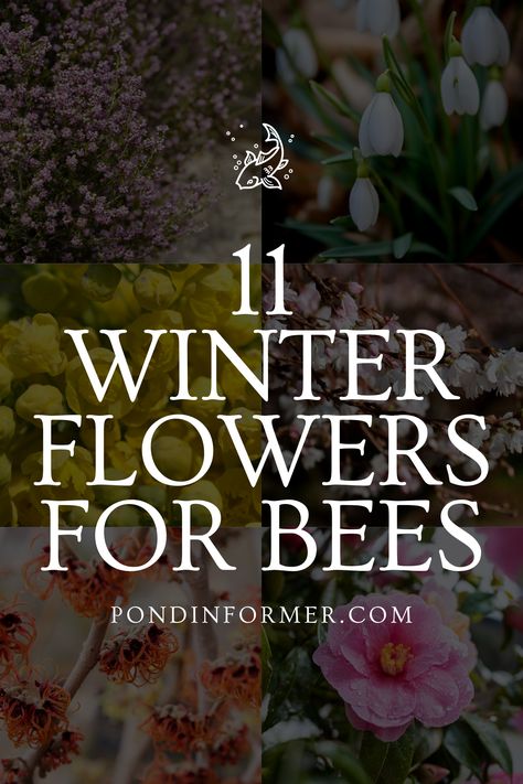 Article about the 11 best winter flowers to attract and support bees, perfect for a pollinator-friendly garden during colder months.

Bees, Winter Plants, Winter Flower, Pollinator Flowers For Honey Bees, Flowers For Bees, Winter Flowers Garden, Honey Bee Flowers, Bee Friendly Plants, Oregon Grape, Winter Plants, Bee Garden, Attracting Bees