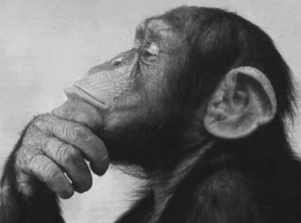 What Highly Conscious People Talk About. {Video} Baby Chimpanzee, Monkey Mind, Respiratory Therapy, Monkey Pictures, Demotivational Posters, Lost In Thought, Monkey Business, Question Everything, Respiratory