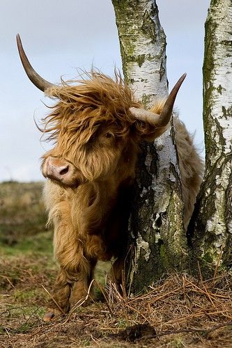 He's like a model- hair flowing in the wind and posing against the tree lol. I want one Long Horns, Scottish Highland Cow, Highland Cattle, Mule Deer, Manx, Animal Planet, An Animal, Animal Photo, Highland Cow