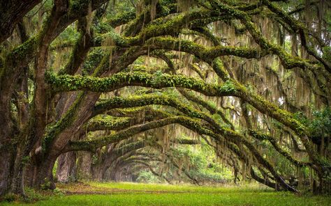 Fall in Love Like “The Notebook” in Charleston | From an Irish island seen on ‘Star Wars’ to a a replica of Central Perk in Beijing, these are fictional places you can visit in real life. Forest Wall Mural, Live Oak Trees, Nature Hd, Fine Art Landscape Photography, Live Oak, Fine Art Landscape, Tree Forest, Forest Landscape, Forest Fairy