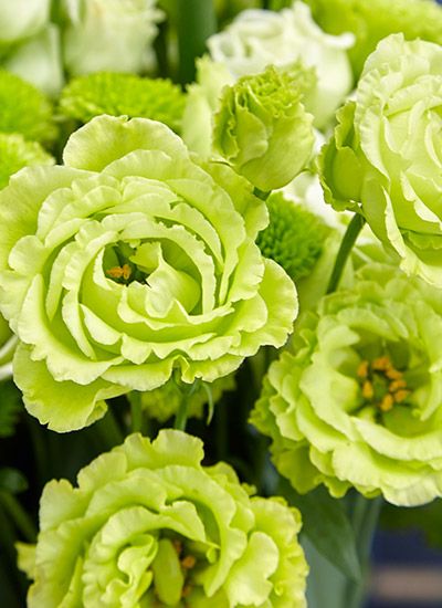 Green Lisianthus, Green Flowers Aesthetic, Light Green Flowers, Yellow Green Flowers, Yellow And Green Flowers, Lisianthus Flowers, Flower Colouring In, Garden Mum, Ornamental Kale