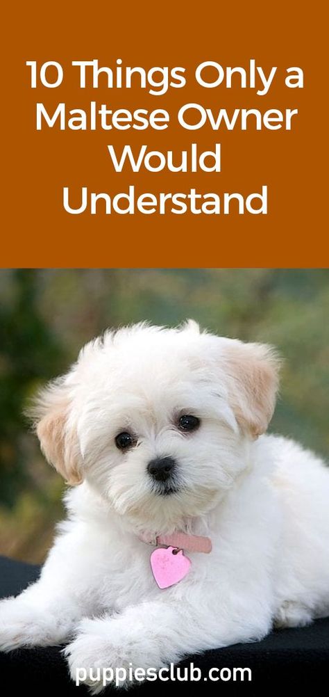 10-things-only-a-maltese-owner-would-understand Maltese Puppy Cut, Maltese Dogs Haircuts, Maltese Haircut, Maltese Poodle Mix, Tattoos Dog, Morkie Dogs, Maltese Breed, Lover Anime, Dogs Tattoo