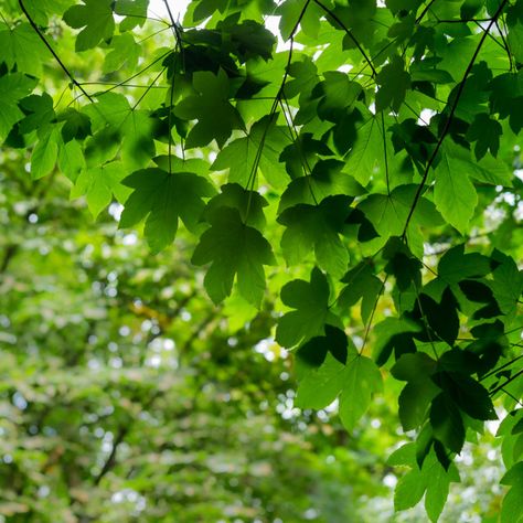 Sycamore Leaves, Sycamore Tree Art, Sycamore Tree Painting, Hadrian's Wall Sycamore Tree, Sycamore Tree Leaf, Sycamore Leaf, Sycamore Tree, Plant Identification, Leaf Background