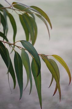 Claire Ishino, Paper Foliage, Deb Ball, Drawing Leaves, Gumnut Babies, Gum Trees, Gum Leaves, Australian Wildflowers, Australian Flowers