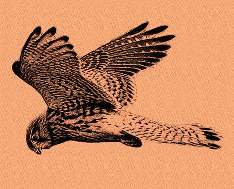 Kestrel Tattoo Design, American Kestrel Tattoo, Kestrel Aesthetic, Kestrel Tattoo, Bird Of Prey Tattoo, Detailed Tattoos, Falcon Tattoo, Hawk Tattoo, Traditional Tattoo Designs