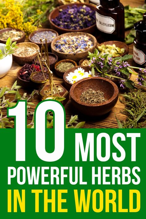 There are many healthy and useful herbs, but we narrowed it down to the 10 most powerful herbs in the world and explained how to use them. Herbs Medicinal Uses, Anti Cancerous Herbs, Herbal Nervines, Healing Herbs Medicine, Herbs For Pain Relief, Herbs To Heal, Herbs And Their Uses, Herbs Medicinal, Medicine Recipes