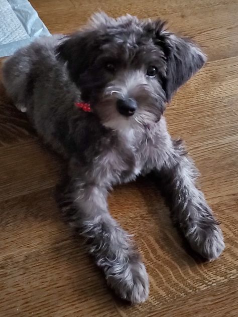 Pure black schnoodle after first haircut. She started turning silver gray. Schnoodle Haircut Styles, Black Schnoodle, Schnoodle Haircut, Schnoodle Haircuts, Mini Schnoodle, Schnoodle Puppy, Schnoodle Dog, Puppy Training Schedule, Dog Grooming Styles