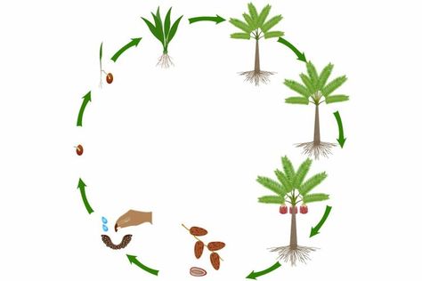 #grow #growth #harvest Phoenix Dactylifera, House In The Desert, Tree Life Cycle, Date Plant, Dates Tree, Seed Balls, Date Palm, Palm Plant, Campaign Posters