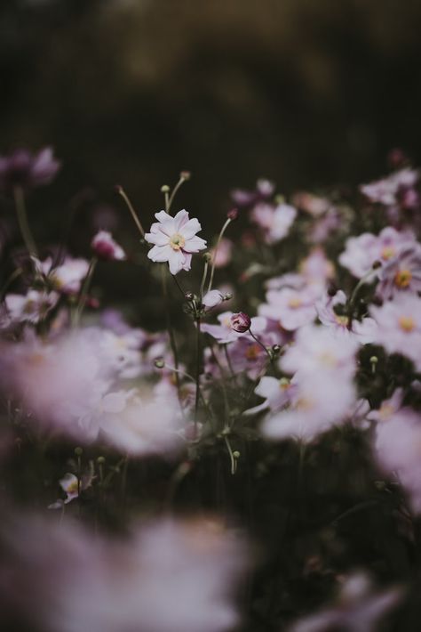 Selective focus photography of pink petaled flower photo – Free Grey Image on Unsplash Selective Focus Photography, Pink Anemone, Moody Food Photography, Anemone Flowers, Flowers Photo, Dark Flowers, Anemone Flower, Focus Photography, Cute Flower Wallpapers