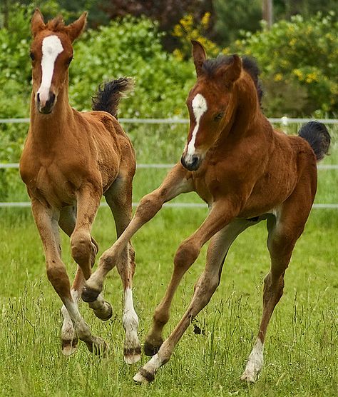 Foals Mustang Horses, Baby Horse, Majestic Horses, Horse Sketch, Baby Horses, Horse Crazy, Clydesdale, Cute Horses, Equine Photography