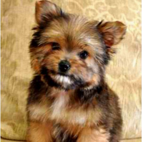 Yorkie Pom mix.... I WANT her!!! @ samantha! this is what our pups would have looked like! Yorkie Pomeranian, Pomeranian Mix, Yorkie Mix, Cute Creatures, Sweet Animals, Yorkshire Terrier, I Love Dogs, Yorkie, Animals Beautiful