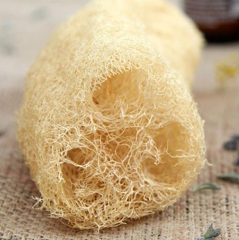 How to grow your own organic sponge for bath and kitchen! The plant Luffa is a beautiful vine with delicious young fruits, large flowers and edible leaves! - A Piece Of Rainbow Grow Luffa, Sponge Gourd, Luffa Sponge, Edible Leaves, Natural Sponge, Loofah Sponge, Massage Brush, Gourds Crafts, Natural Cleaning