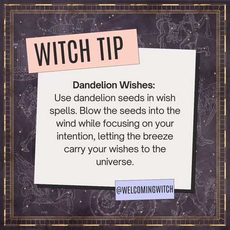 Happy Witch Tip Wednesday! . . . . . . . . . #wiccansofinstagram #witchlife #witchesofinstagram #witch #witchcraft #wicca #wiccan #pagan #spiritual #spiritualawakening #Spirituality #witchessociety #witchytips #magic #babywitch #beginnerwitch #witchy #witchesoftiktok #witchtok #witchyvibes #witchtips #witchtip #dandelions Crafty Witch, Wish Spell, Beginner Witch, Witch Tips, Occult Science, Eclectic Witch, Dandelion Wish, Dandelion Seed, Baby Witch