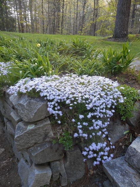 Creeping Phlox Stone Wall, Cascading Ground Cover, Creeping Phlox Landscaping, Creeping Phlox Ideas, Creeping Phlox Ground Cover, Phlox Ground Cover, Texas Perennials, Creeping Plants, Phlox Plant