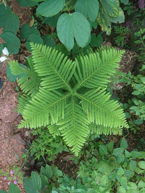 Symmetry In Nature, Symmetry Photography, Maths In Nature, Photos Of Flowers, Mathematics Art, Geometry In Nature, Geometric Nature, Visually Pleasing, Plant Images