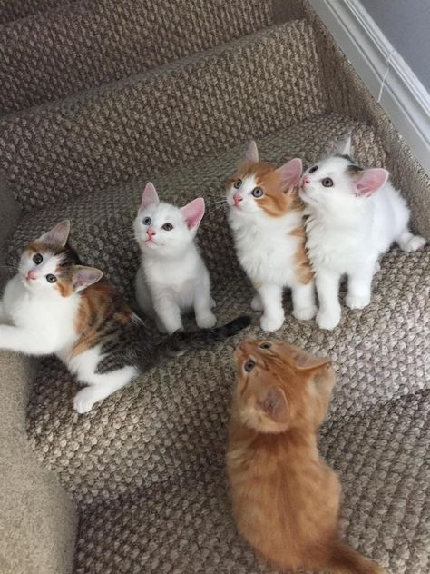 After 7 weeks of fostering these kittens, my gf and her roommates are having to say goodbye. 7 Cats Together, 4 Kittens, 2 Kittens, 3 Kittens, 4 Cats, Puppies And Kitties, Kittens And Puppies, Cute Cats And Kittens, Cute Kittens