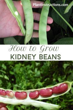 Growing Bush Green Beans, How To Grow Green Beans From Seeds, Growing Green Beans From Seeds, Planting Green Beans From Seeds, Planting Beans From Seed, Green Beans Growing, Bean Planting, Patio Goals, Garden Beans