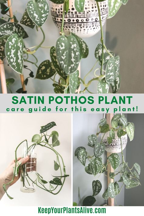 Indoor Pothos Plants, Satin Pothos Care, Satin Pothos Plant, Satin Pothos Propagation, Pothos Types, How To Take Care Of A Pothos Plant, Different Types Of Pothos, Different Types Of Pothos Plants, Pathos Plant