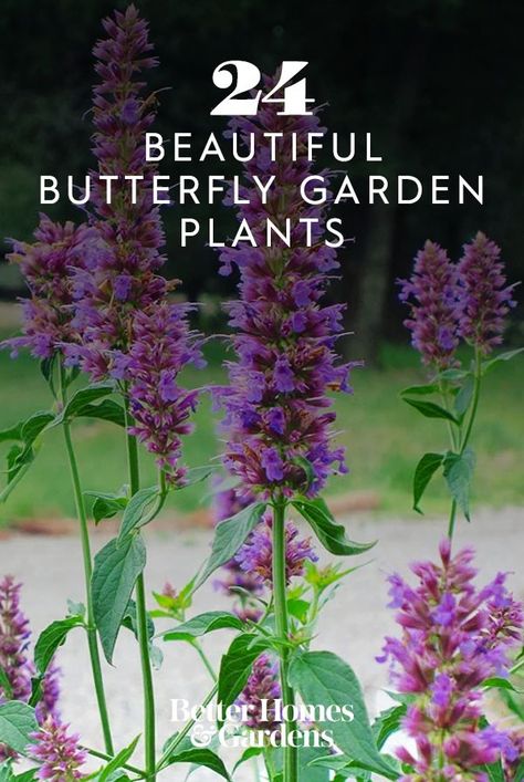 To create a butterfly garden, including the plants they're drawn to is the secret to success. For a butterfly, plants like these are irresistible. #butterflygarden #gardenplants #bhg Butterfly Bush Landscaping Garden Design, Butterfly Bush Companion Plants, Butterfly Plants Perennials, Butterfly Garden Ideas Landscaping, Butterfly Bush Landscaping, Small Butterfly Garden, Hummingbird Garden Plan, Butterfly Garden Layout, Butterfly Garden Ideas