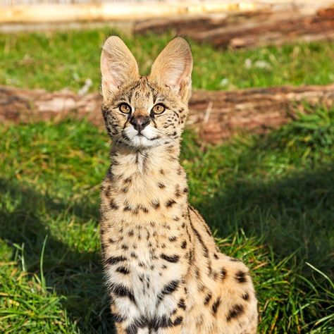 Serval Kitten, San Diego Safari Park, Serval Cat, Serval Cats, Dog Anatomy, Safari Park, Cat Names, Animals Of The World, Big Cats