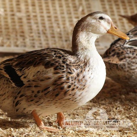 Silver Appleyard Ducks, Appleyard Ducks, Permaculture Orchard, Geese Breeds, Duck Breeds, Duck Coop, Poultry Equipment, Day Old Chicks, Egg Laying