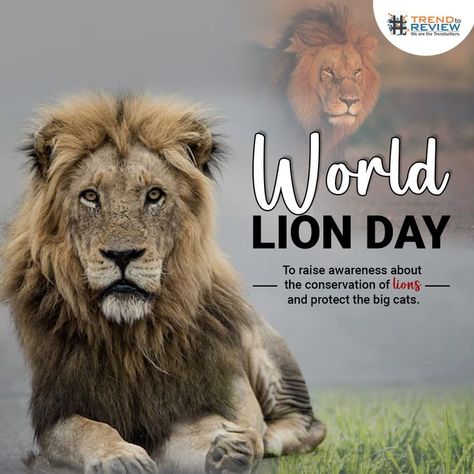 Let us save Lions to make it a meaningful World Lion Day. Let us wake up and save them now to repent later. Happy World Lion Day. World Lion Day, Birthday Wishes With Name, Physical Training, Radha Painting, Krishna Radha Painting, Krishna Radha, Wildlife Conservation, August 10, Exam Preparation