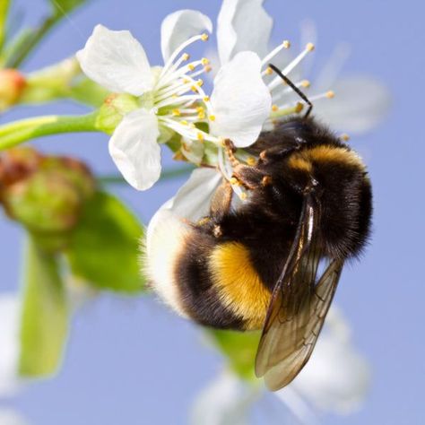 These beloved buzzers certainly deserve a day of appreciation for maintaining nature's ecosystem. Their tireless pollination efforts provide the sustenance for which we depend on. Bees we salute you! 🐝 Aid pollination in your garden & witness these marvellous creatures in action by placing an order with us for your own Bumblebee Colony! Delivery dates available for June 16th, 23rd, 30th & July 7th. Click the Bumble to purchase your colony, or visit dragonfli.co.uk/bees 🐝🌼🌞#worldbeeday2022 Wax Moth, Bee Traps, Natural Insecticide, Animal Inspiration, Worker Bee, Solitary Bees, Bee Colony, Bee Day, Water House