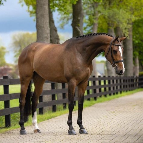 Horse Full Body Photo, Hanoverian Horses, Dutch Warmblood, Warmblood Horses, Horse Coats, Beautiful Horse Pictures, Horse Anatomy, Hanoverian, Mustang Horse