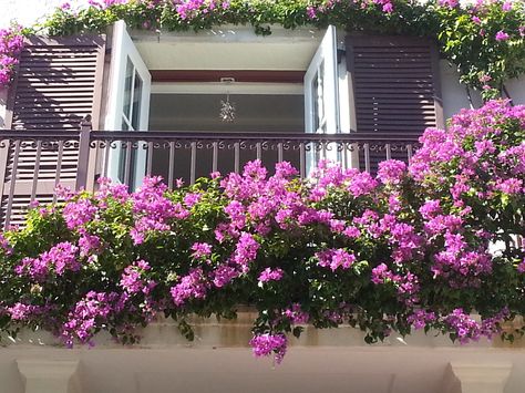 Bougainvillea covered balcony at Citrus Square Bougainvillea Apartment Balcony, Bougainvillea In Balcony, Balcony Bougainvillea, Bougainvillea Balcony, Paris Balcony, Balcony Railings, Flower Containers, House With Balcony, Covered Balcony