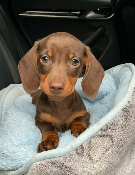 Mini Dauchsands, Weiner Dog Puppies, Chocolate Dachshund, Daschund Puppies, Baby Dachshund, Dachshund Puppy Miniature, Cute Dogs Images, Really Cute Puppies, Super Cute Puppies