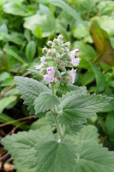 Best known for its cat-attracting properties, catnip is an herbaceous perennial in the mint family. Famous for use as a soothing medicinal tea as well as an intoxicating herb to entice our feline friends, it's vigorous and easy to grow. Learn how to plant and grow catnip now on Gardener's Path. #catnip #gardenerspath Herb Notes, Planting Daffodil Bulbs, Hobbit Tattoo, Pinterest Plant, Nepeta Cataria, Herb Uses, Catnip Plant, Peppermint Plants, Medicinal Tea