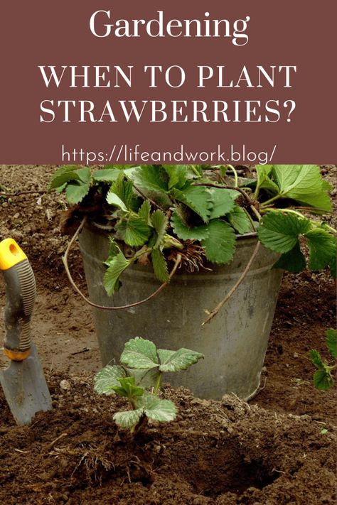 When to Plant Strawberries? When To Plant Strawberries, Planting Strawberries, Plant Strawberries, Growing Strawberries In Containers, Strawberries In Containers, Strawberry Varieties, When To Plant, Strawberry Seed, Strawberry Garden