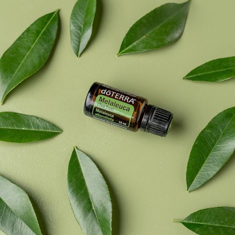 Doterra Tea Tree, Tea Tree Oil Uses, Melaleuca Essential Oil, Essential Oil Beauty, Homemade Essential Oils, Aromatherapy Recipes, Making Tea, Essential Oils Guide, Homemade Oil