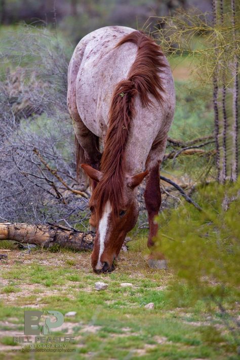 Roan Horse, Red Roan Barrel Horse, Red Horse, Red Roan Appaloosa, Wild Horse, Red Roan Horse, Red Appaloosa, Appleloosa Horses, Strawberry Roan Horse