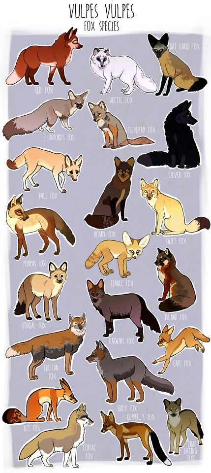 H Fox Reference Photos For Drawing, Fennec Fox Reference, Fox Adoptables, Fox Therian Outfits, Fox Markings, Cuteanimals Draw, Fox Reference Drawing, Fox Therian Tips, Fennec Fox Drawing