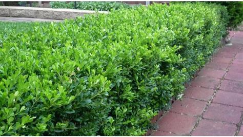 Be Inspired - Edge Your Bed With Low-Growing Shrubs Euonymus Japonicus, Low Growing Shrubs, Low Maintenance Shrubs, Oregon Grape, Mock Orange, Famous Gardens, Garden Shrubs, Flower Gardening, Urban Gardening