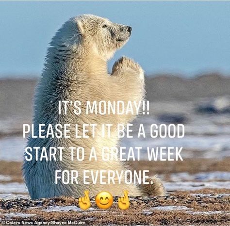 English Greetings, Weekly Motivation, Monday Inspirational Quotes, Monday Greetings, Happy Monday Quotes, Monday Humor Quotes, Monday Morning Quotes, Mental Health Inspiration, Monday Coffee