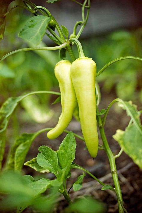 Growing Banana Peppers, Sweet Banana Peppers, Hot Banana Peppers, How To Grow Bananas, Garden Companion Planting, Plant Problems, Pepper Plants, Pepper Seeds, Better Homes And Garden